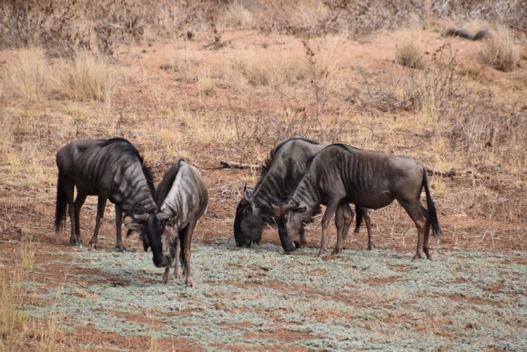 wildebeest, garonga, south africa safari, wildlife safaris, south africa