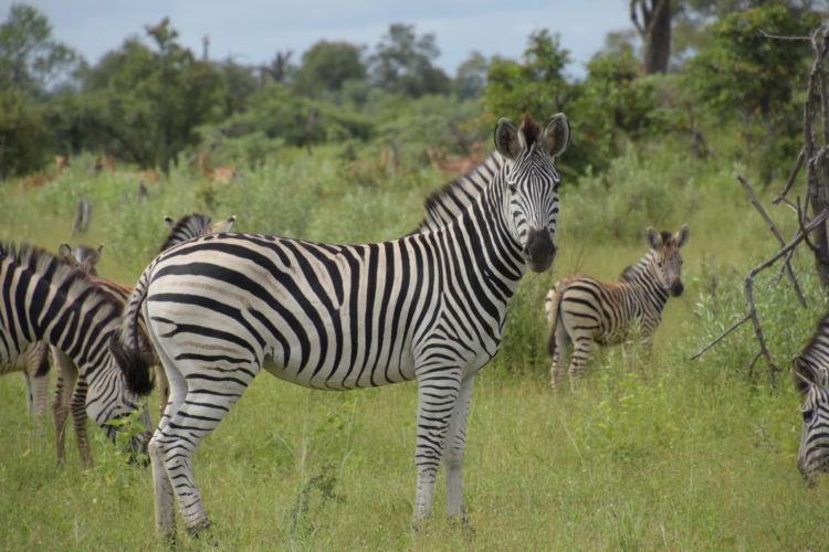 zebra, botswana safari, chobe, okavango delta