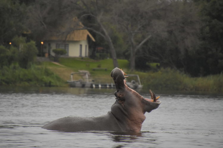 hippo, zambia, zambia safari, zambezi river