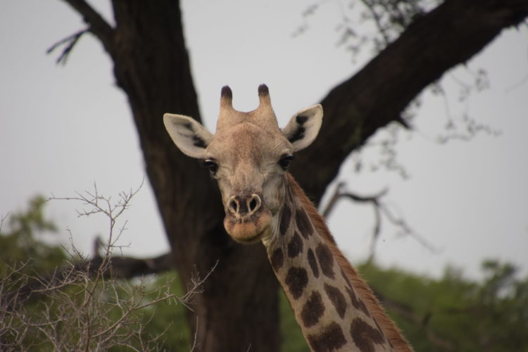 giraffe, botswana safari, chobe, okavango delta