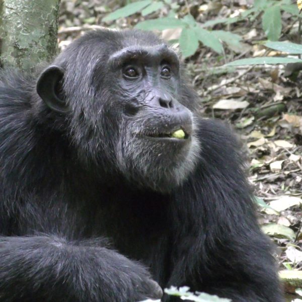 gorilla, kibale forest, gorill trek, uganda safaris