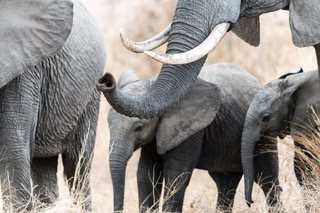 elephant, tanzania safari, southern tanzania safari, wildlife safaris