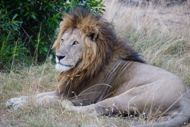 lion, mara safari, mara north, kenya safaris, 4x4 safaris, wildlife safaris