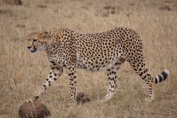 cheetah, mara safari, mara north, kenya safaris, 4x4 safaris, wildlife safaris