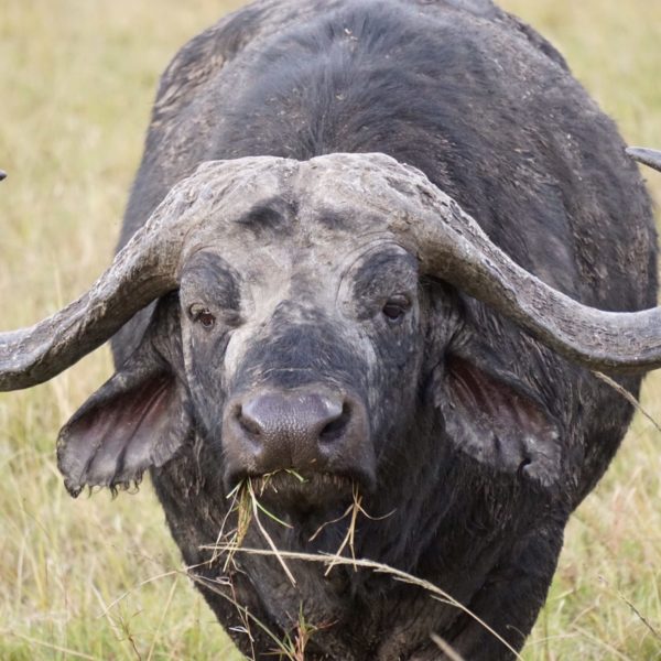 buffalo, mara safari, mara north, kenya safaris, 4x4 safaris, wildlife safaris