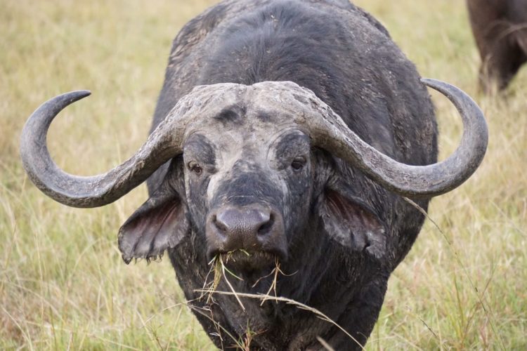 buffalo, mara safari, mara north, kenya safaris, 4x4 safaris, wildlife safaris