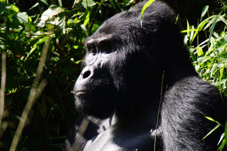 gorilla, goriall trek, uganda safaris, uganda gorilla trek
