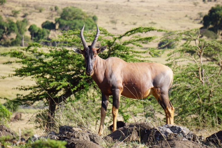 hartebeest, mara safari, mara north, kenya safaris, 4x4 safaris, wildlife safaris