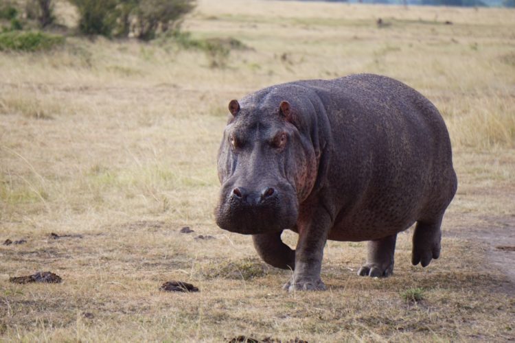 hippo, mara safari, mara north, kenya safaris, 4x4 safaris, wildlife safaris