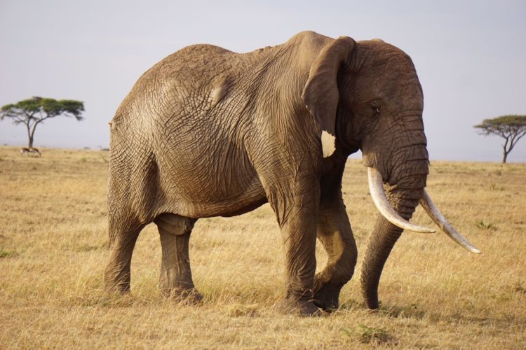 elephant, mara safari, mara north, kenya safaris, 4x4 safaris, wildlife safaris