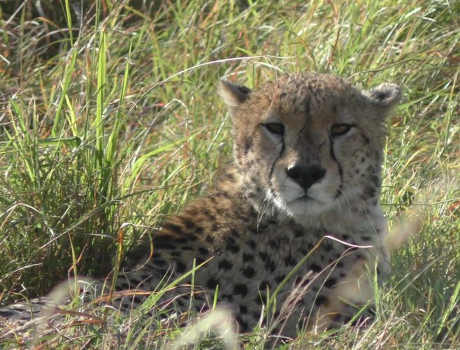 cheetah, masai mara, kenya safari, wildlife safaris