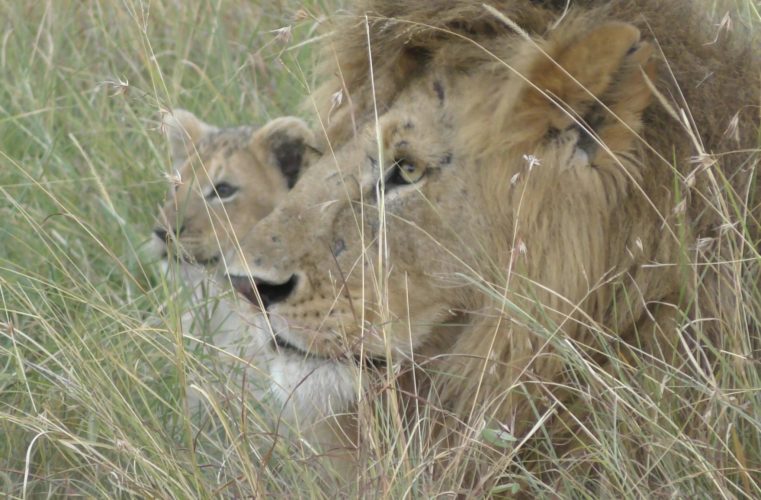 lion, masai mara, kenya safari, wildlife safaris