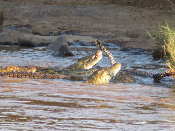 crocodile, masai mara, kenya safari, wildlife safaris