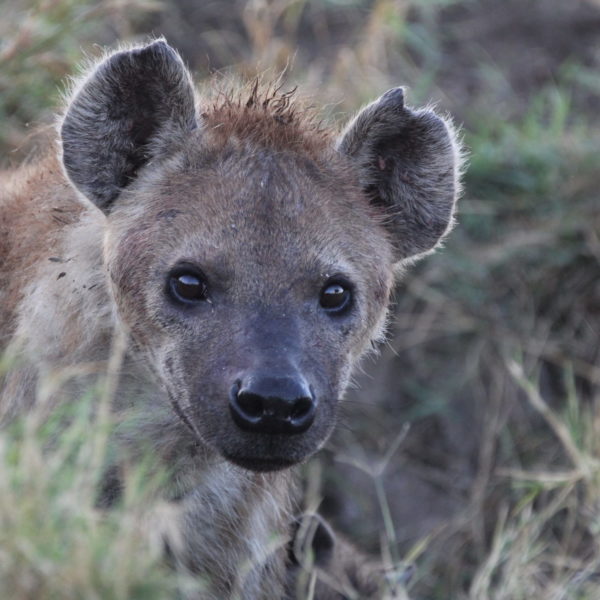 hyena, masai mara, kenya safari, wildlife safaris