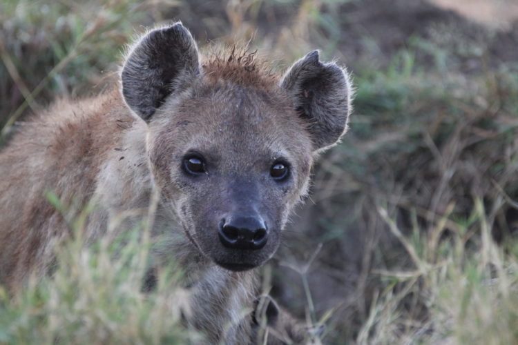 hyena, masai mara, kenya safari, wildlife safaris