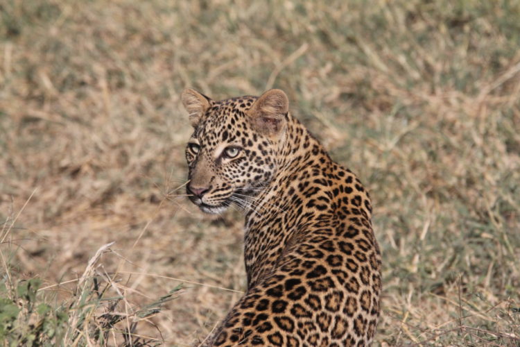 leopard, masai mara, kenya safari, wildlife safaris