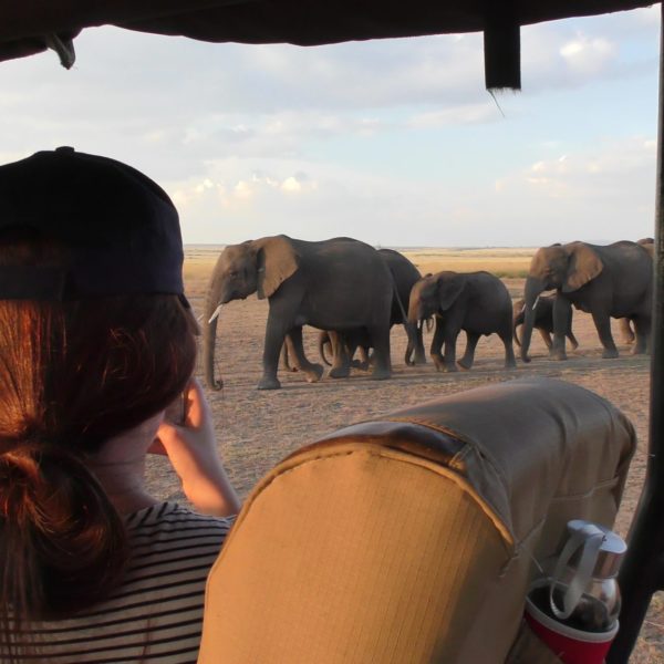 elephant, vehicle, masai mara, kenya safari, wildlife safaris