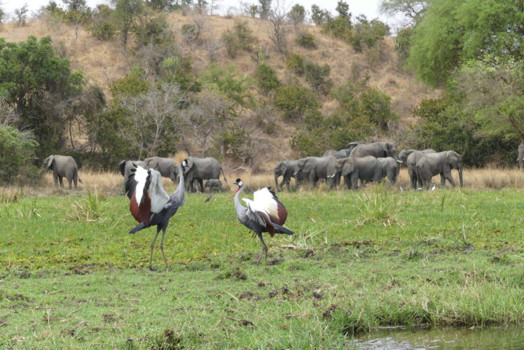 elephant, bird, uganda safaris, uganda wildlife