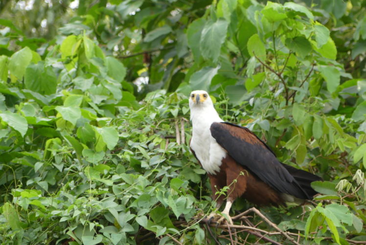bird, eagle, uganda safaris, uganda wildlife
