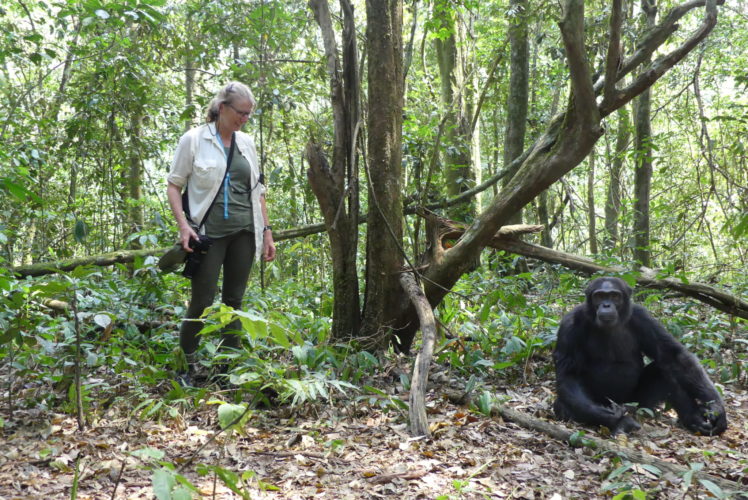 chimp, chimp trek, uganda safaris, uganda wildlife