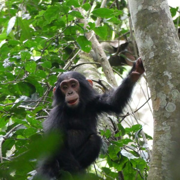 chimp, chimp trek, uganda safaris, uganda wildlife