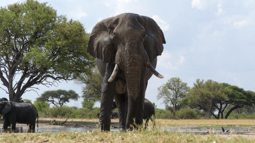 elephant, hwange national park, zimbabwe safaris, wildlife safaris