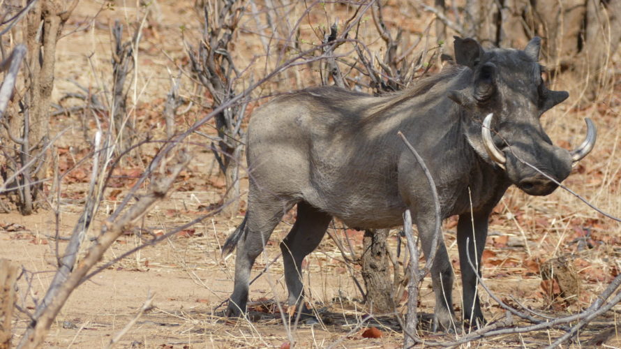 warthog, hwange national park, zimbabwe safaris, wildlife safaris