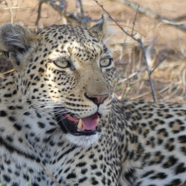 leopard, hwange national park, zimbabwe safaris, wildlife safaris