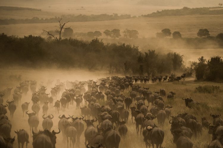 Greatest Masai Mara Photographer of the Year Exhibition