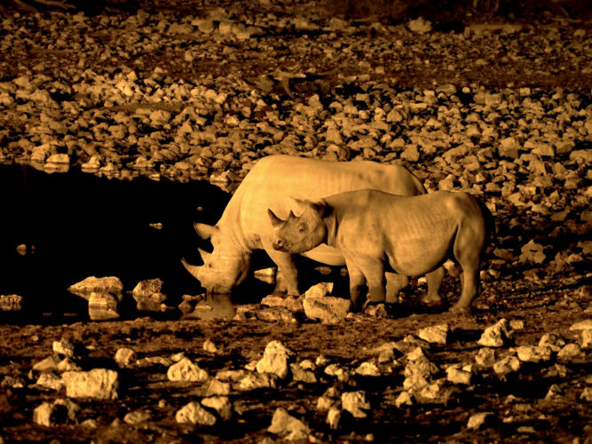 rhino, waterhole, nigh drives, namibia safaris