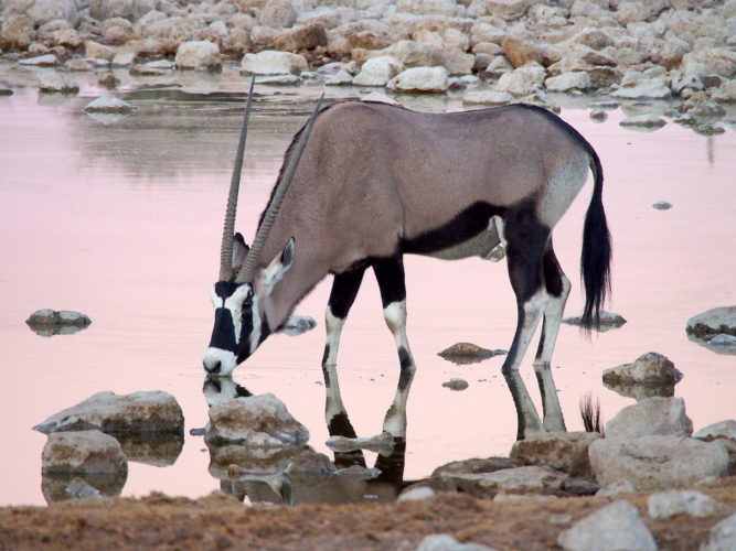 oryx, wildlife safaris, namibia safaris