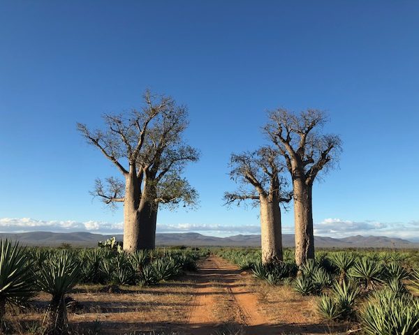 baobab trees, madagascar safari, madagascar holiday