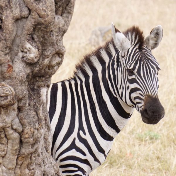 zebra, mara safari, mara north, kenya safaris, 4x4 safaris, wildlife safaris