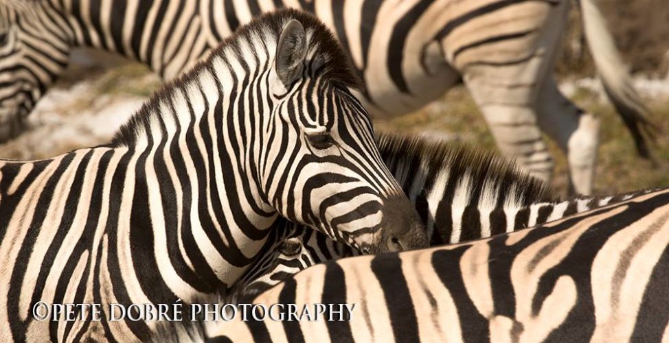 zebra, pete dobre, wildlife safaris, photographic safaris