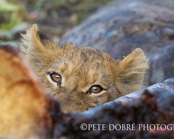 lion, pete dobre, wildlife safaris, photographic safaris