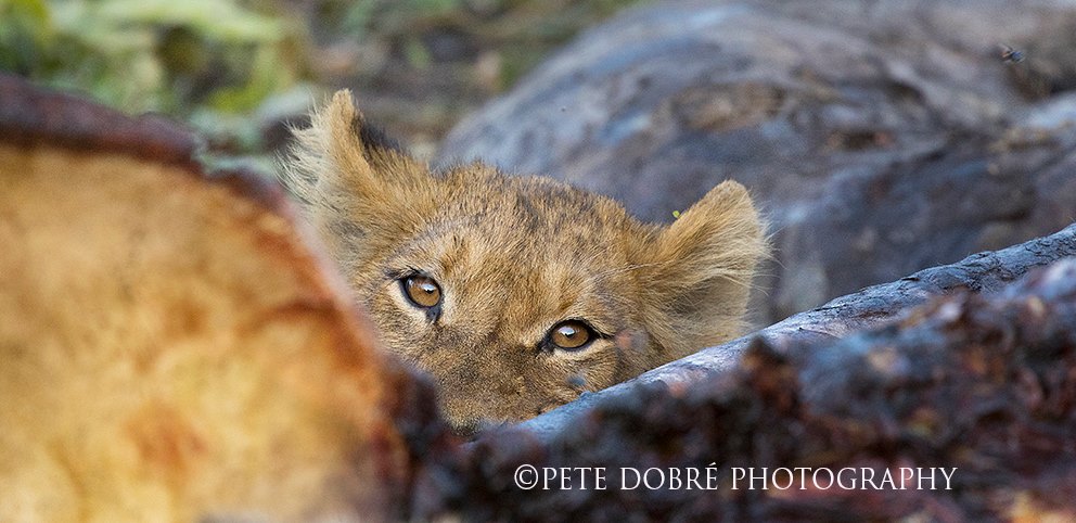 lion, pete dobre, wildlife safaris, photographic safaris