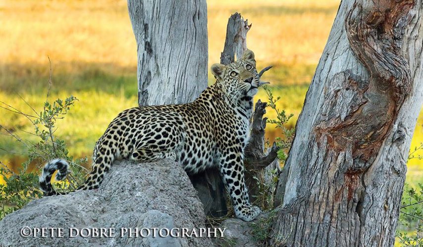 leopard, pete dobre, wildlife safaris, photographic safaris