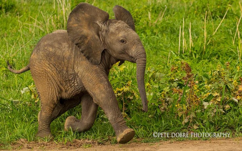 elephant, pete dobre, wildlife safaris, photographic safaris