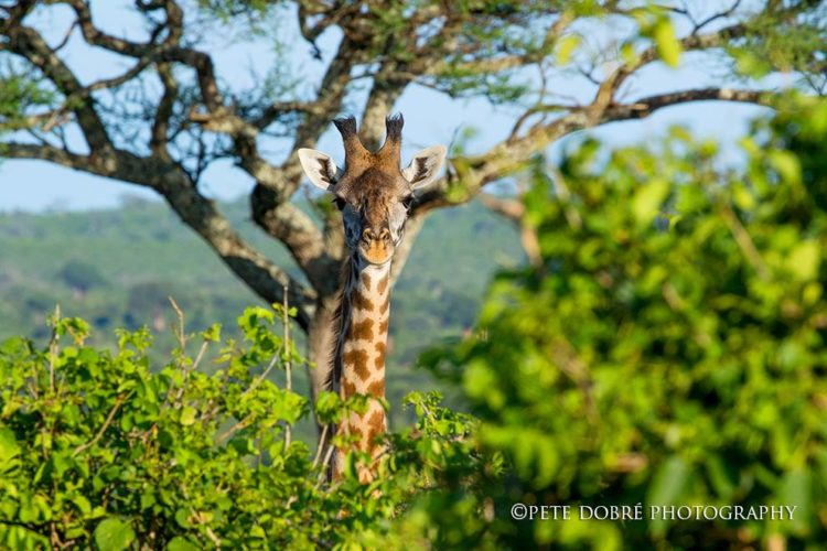 giraffe, pete dobre, wildlife safaris, photographic safaris