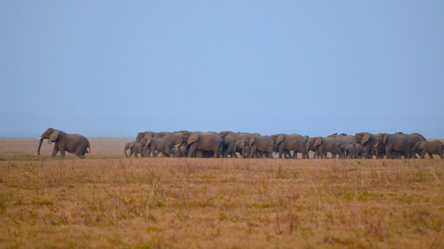 elephants, gorongosa nationl park, mozambique safaris
