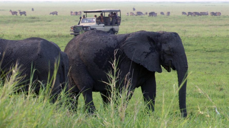 elephant, vehicle, gorongosa nationl park, mozambique safaris