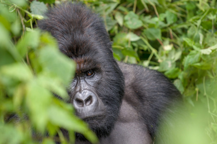 gorilla trekking, Democratic Republic of Congo Safari , Democratic Republic of Congo holidays Gorilla Virunga National Park, democratic republic of congo holiday itineraries