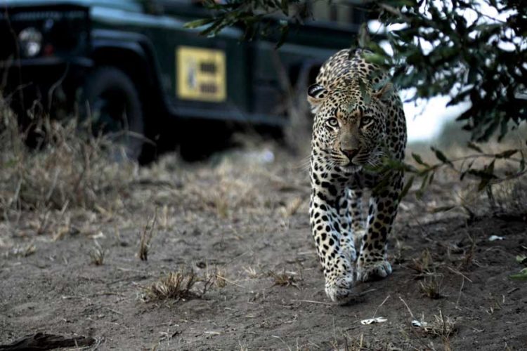 Mala Mala leopard and vehicle shot
