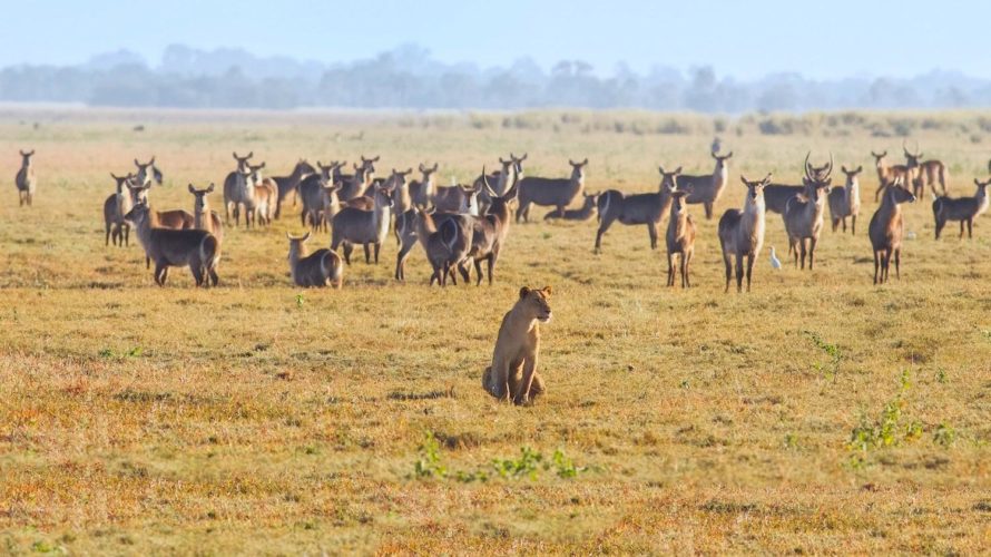 lion, antelope herd, gorongosa nationl park, mozambique safaris