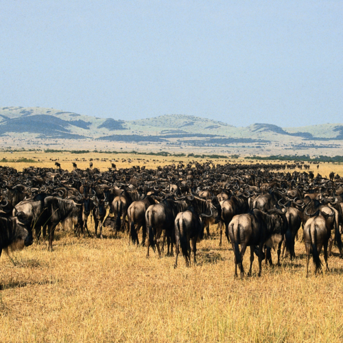 Safari-in-Kenya-Masai-Mara
