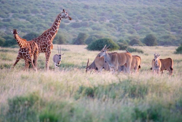 karisia-walking-safaris-bush-walking-fly-camping-kenya