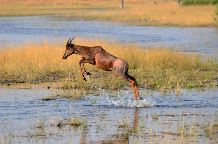 animal jumping over water okavango delta-EA-Guarantee