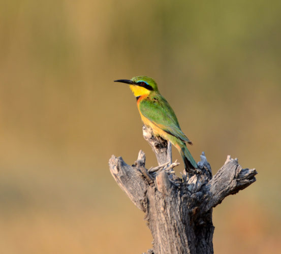bird birding safari botswana