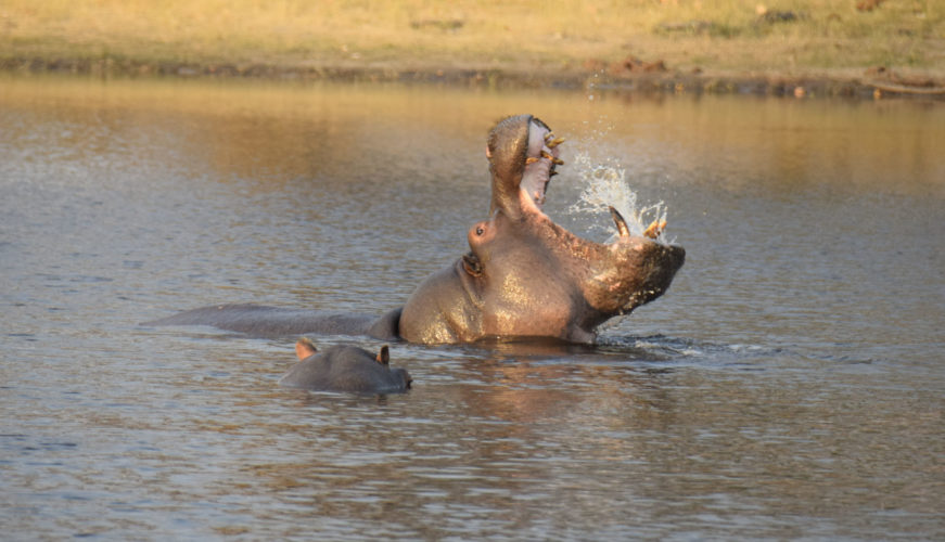 hippo yawn okavango delta