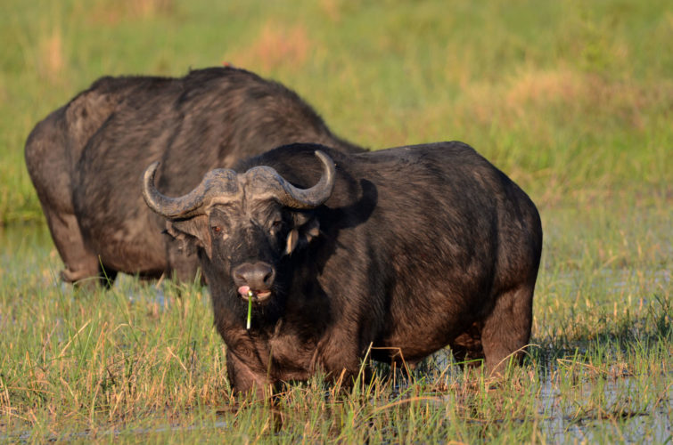 buffalo okavango delta